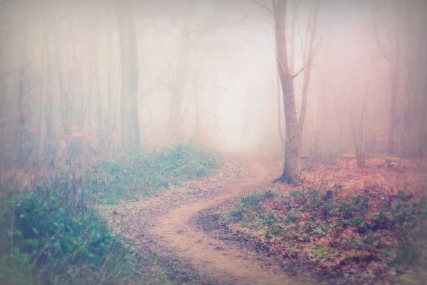 Engelska skogsmark på en dimmig Dimmig morgon — Stockfoto
