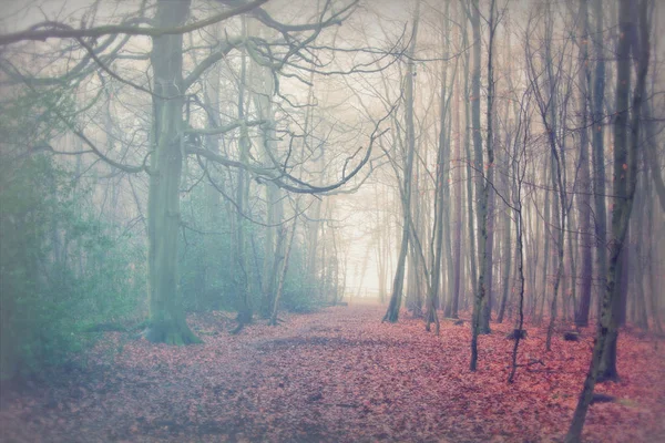 Engelska skogsmark på en dimmig Dimmig morgon — Stockfoto