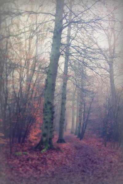 Bosque inglés en una nebulosa mañana brumosa — Foto de Stock