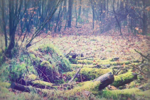 Moss omfattas loggar i woodland på dimmiga morgon — Stockfoto