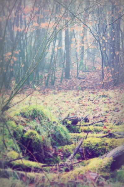 在雾蒙蒙的早晨, 苔藓覆盖了林地中的原木 — 图库照片