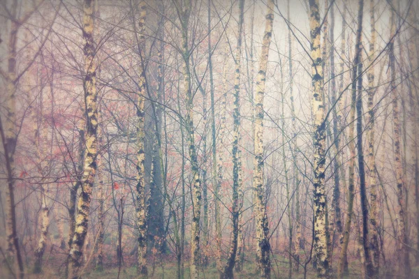 Forêt anglaise par une matinée brumeuse brumeuse — Photo