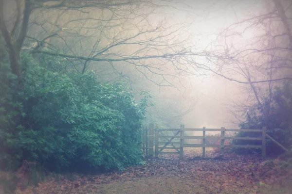 Bosque inglés en una nebulosa mañana brumosa — Foto de Stock