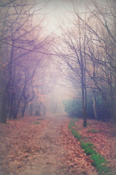 Floresta inglesa em uma manhã enevoada nebulosa — Fotografia de Stock