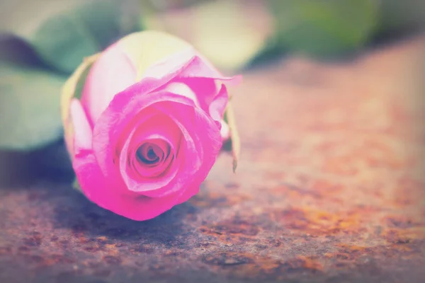 Delicate rose on a rustic metal background — Stock Photo, Image