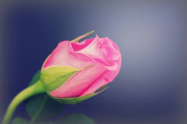 Delicate beautiful rose on a plain background — Stock Photo, Image