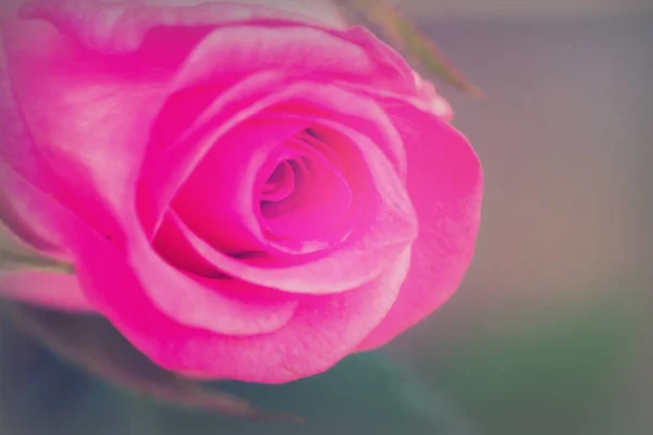 Delicate beautiful rose on a plain background — Stock Photo, Image