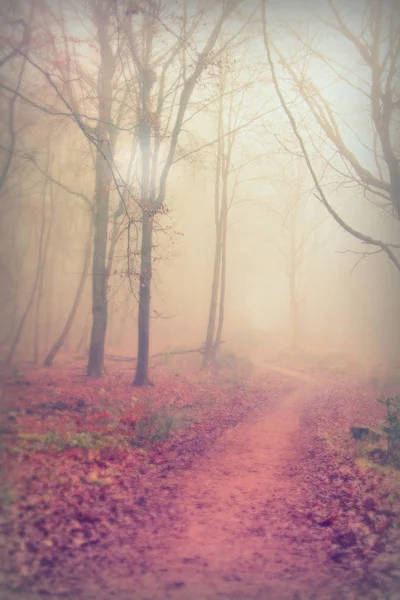 Sisli puslu sabah üzerinde İngilizce woodland Telifsiz Stok Fotoğraflar