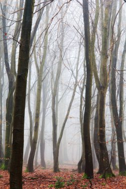 Sisli puslu sabah üzerinde İngilizce woodland