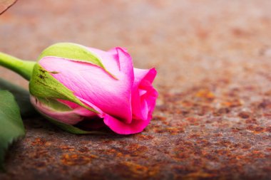 Rustik metal arka plan üzerinde hassas gül