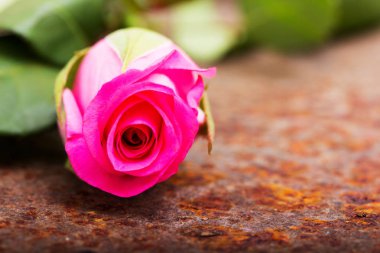 Rustik metal arka plan üzerinde hassas gül