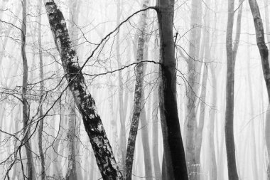 Sisli puslu sabah üzerinde İngilizce woodland