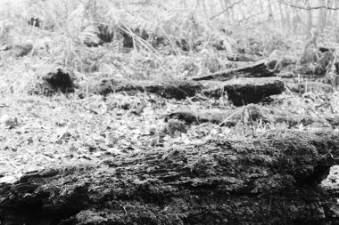 Woodland sisli sabahı yosun kaplı günlükleri