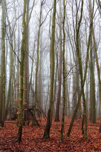 Englischer Wald an einem neblig nebligen Morgen — Stockfoto