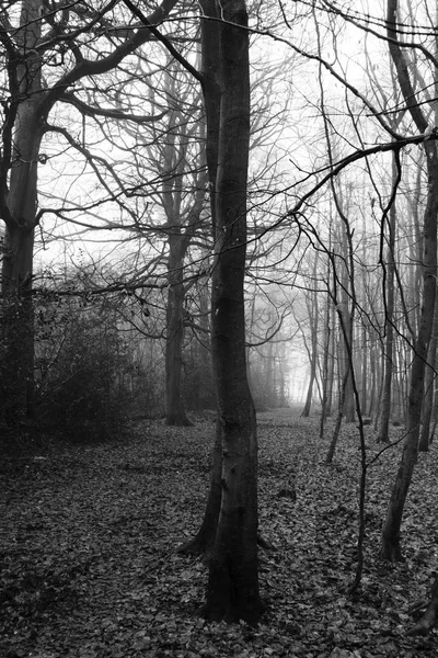 Floresta inglesa em uma manhã enevoada nebulosa — Fotografia de Stock