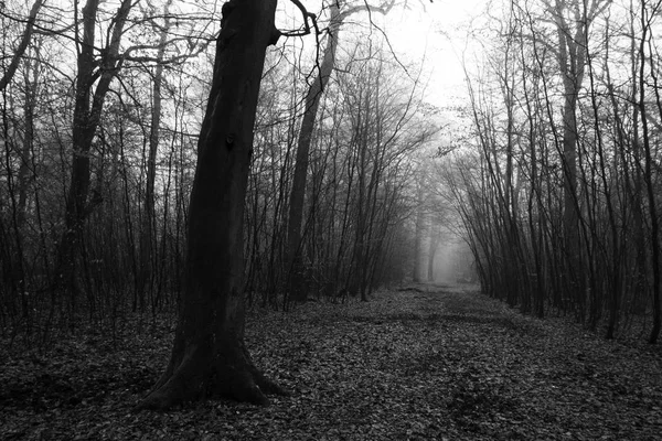 Forêt anglaise par une matinée brumeuse brumeuse — Photo