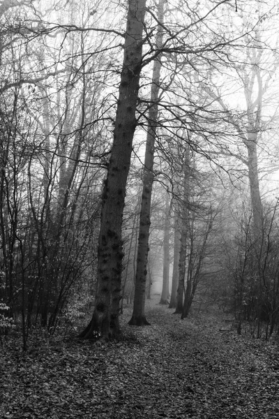 English woodland on a foggy misty morning — Stock Photo, Image