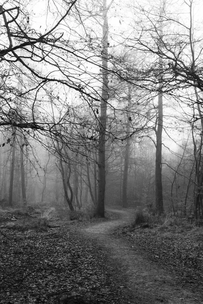 Floresta inglesa em uma manhã enevoada nebulosa — Fotografia de Stock