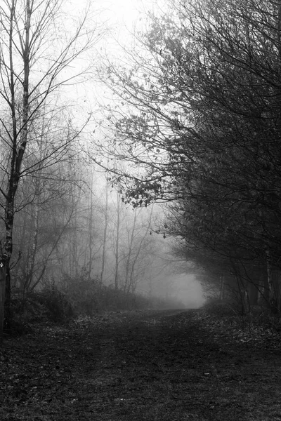 Bosque inglés en una nebulosa mañana brumosa — Foto de Stock