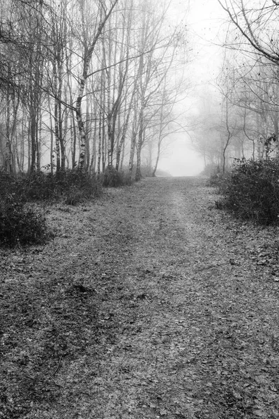 Forêt anglaise par une matinée brumeuse brumeuse — Photo