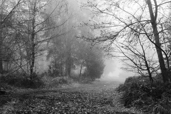 Englischer Wald an einem neblig nebligen Morgen — Stockfoto