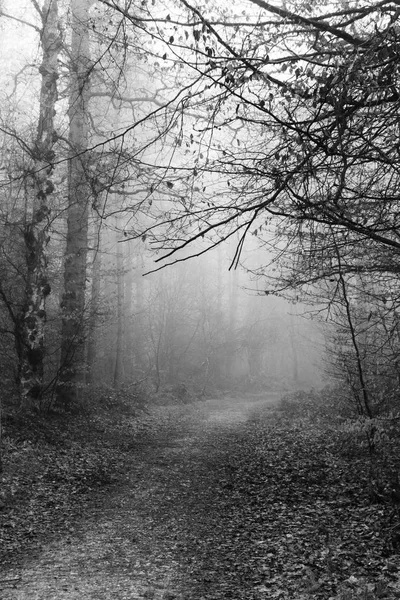 Українська woodland на Туманний Туманний ранковий — стокове фото