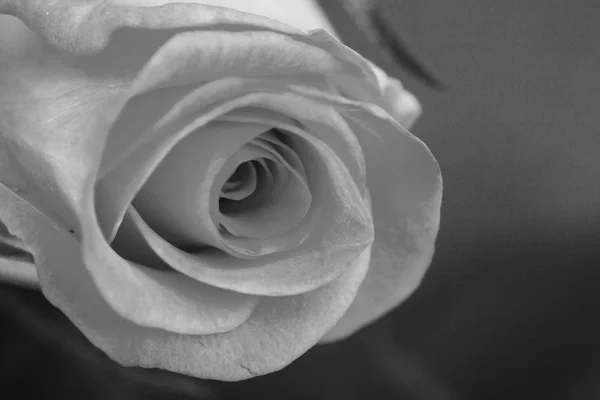 Ніжна красива троянда на звичайному тлі — стокове фото