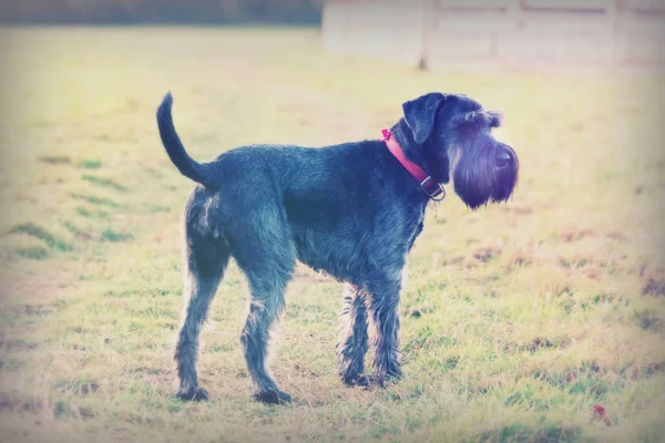 Close up schnauzer cão no campo — Fotografia de Stock