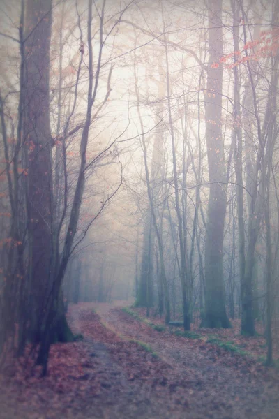 Bosque inglés en una nebulosa mañana brumosa —  Fotos de Stock