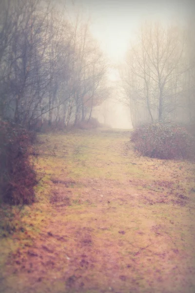 Floresta inglesa em uma manhã enevoada nebulosa — Fotografia de Stock