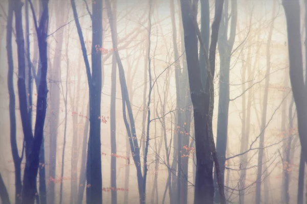 Forêt anglaise par une matinée brumeuse brumeuse — Photo