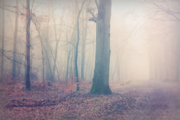 Englischer Wald an einem neblig nebligen Morgen — Stockfoto