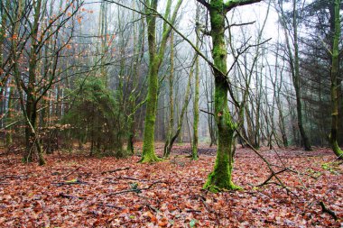 Sisli puslu sabah üzerinde İngilizce woodland