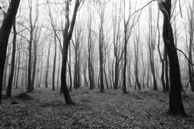 Sisli puslu sabah üzerinde İngilizce woodland