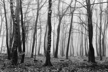 Sisli puslu sabah üzerinde İngilizce woodland