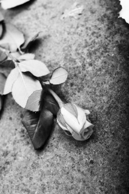 Rustik metal arka plan üzerinde hassas gül