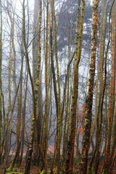 Sisli puslu sabah üzerinde İngilizce woodland