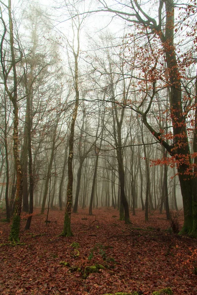 Sisli puslu sabah üzerinde İngilizce woodland — Stok fotoğraf