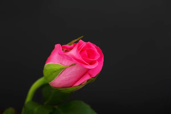 Delicate beautiful rose on a plain background — Stock Photo, Image