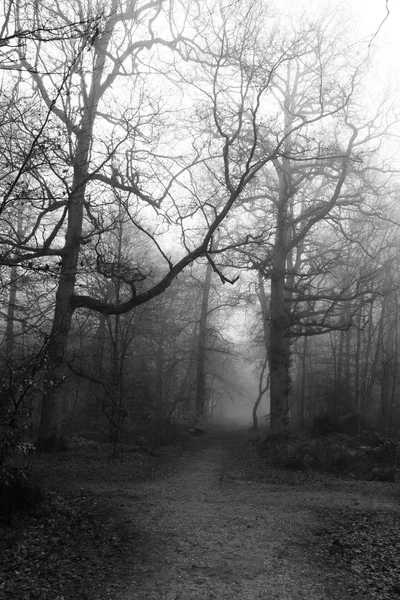 Forêt anglaise par une matinée brumeuse brumeuse — Photo