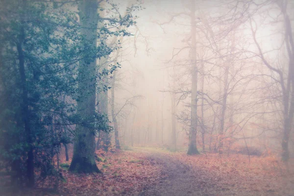 Bosque inglés en una nebulosa mañana brumosa —  Fotos de Stock