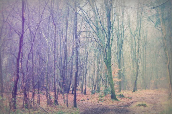 Engelse bos op een mistige mistige ochtend — Stockfoto