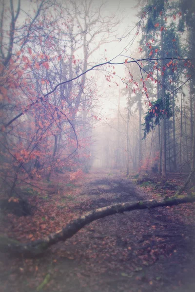 Floresta inglesa em uma manhã enevoada nebulosa — Fotografia de Stock