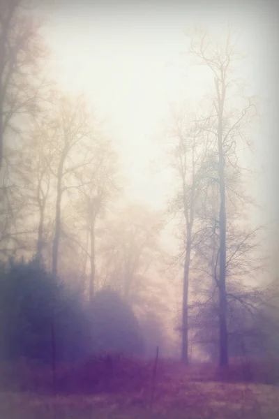 English woodland on a foggy misty morning — Stock Photo, Image