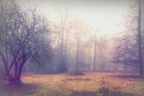 Sisli puslu sabah üzerinde İngilizce woodland — Stok fotoğraf