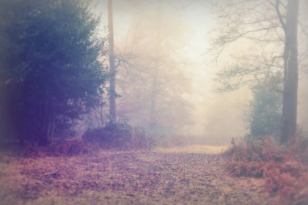 Floresta inglesa em uma manhã enevoada nebulosa — Fotografia de Stock