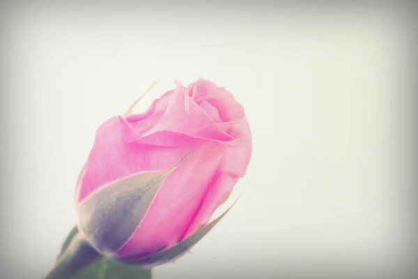 Zarte Rose auf schlichtem weißem Hintergrund — Stockfoto