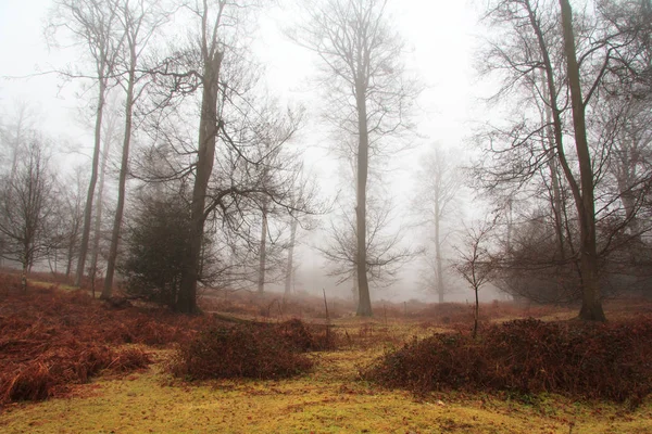 Floresta inglesa em uma manhã enevoada nebulosa Imagem De Stock