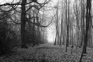 Sisli puslu sabah üzerinde İngilizce woodland