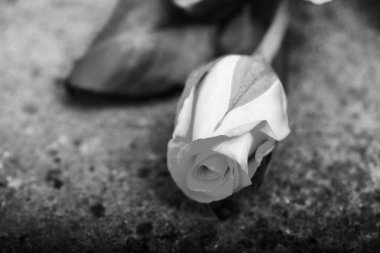 Rustik metal arka plan üzerinde hassas gül